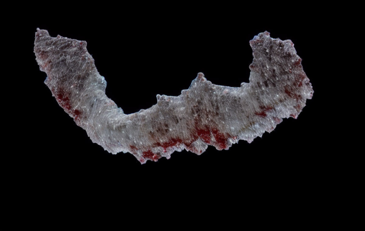 Eco-Morphosis: The Evolution of Language and Body