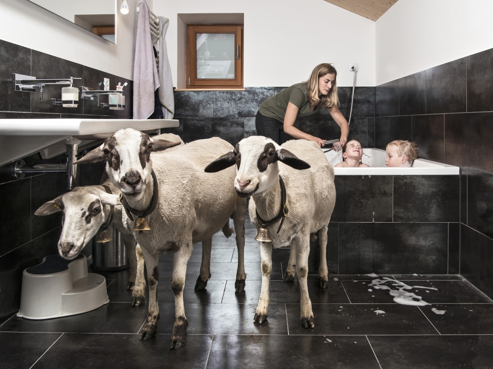 Humans and farm animals