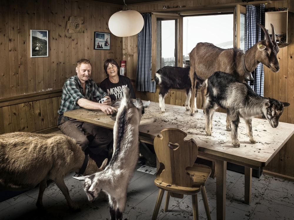 Humans and farm animals