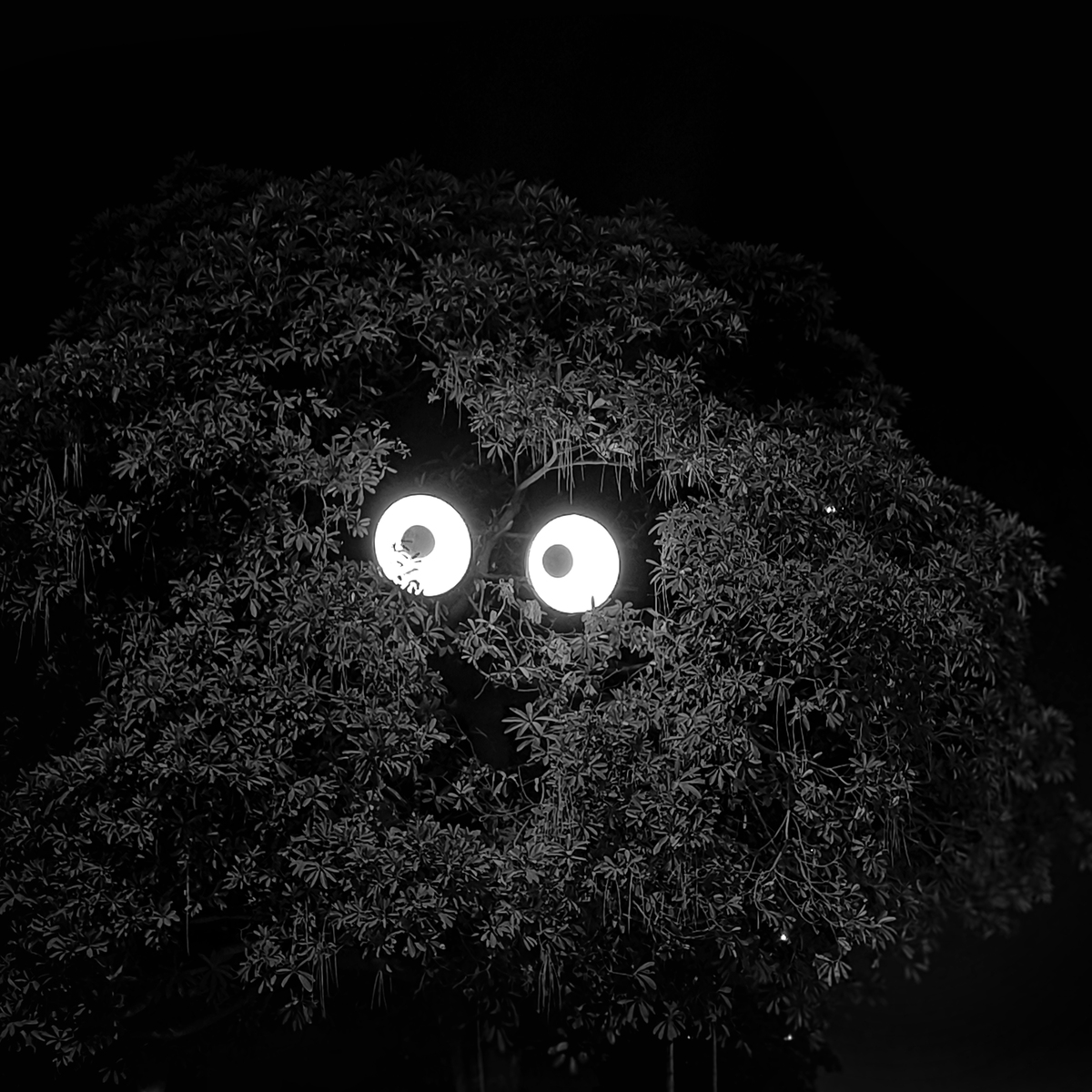 Haunted tree