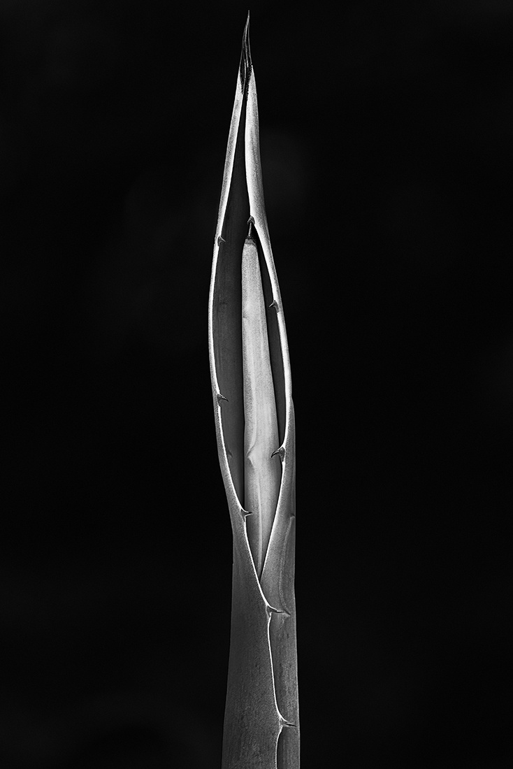 Agave Love Story