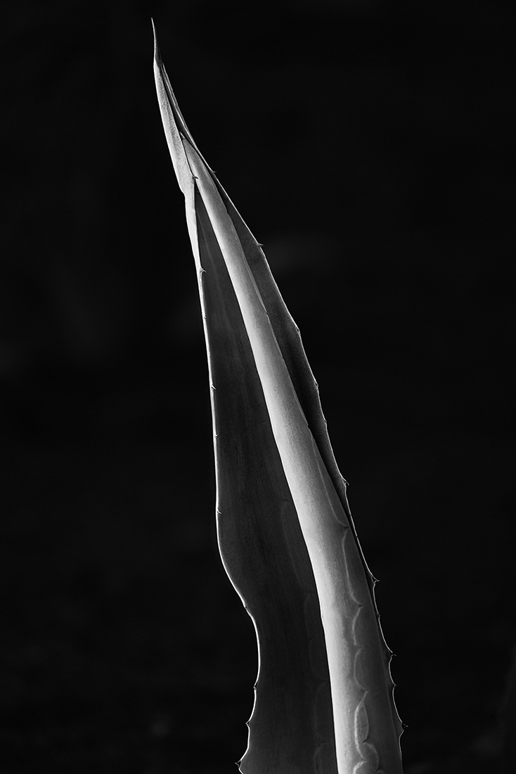Agave Love Story