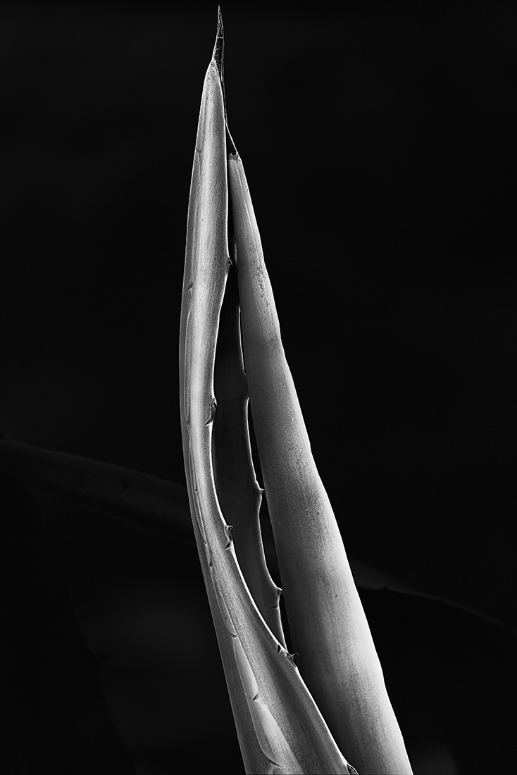 Agave Love Story