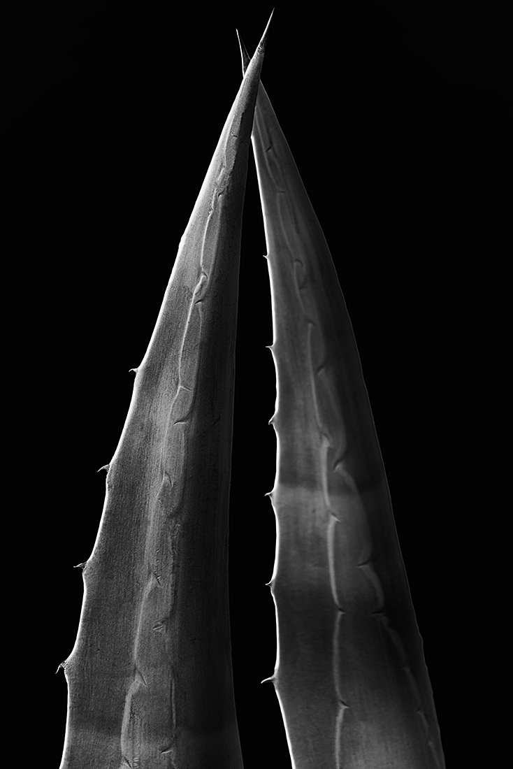 Agave Love Story