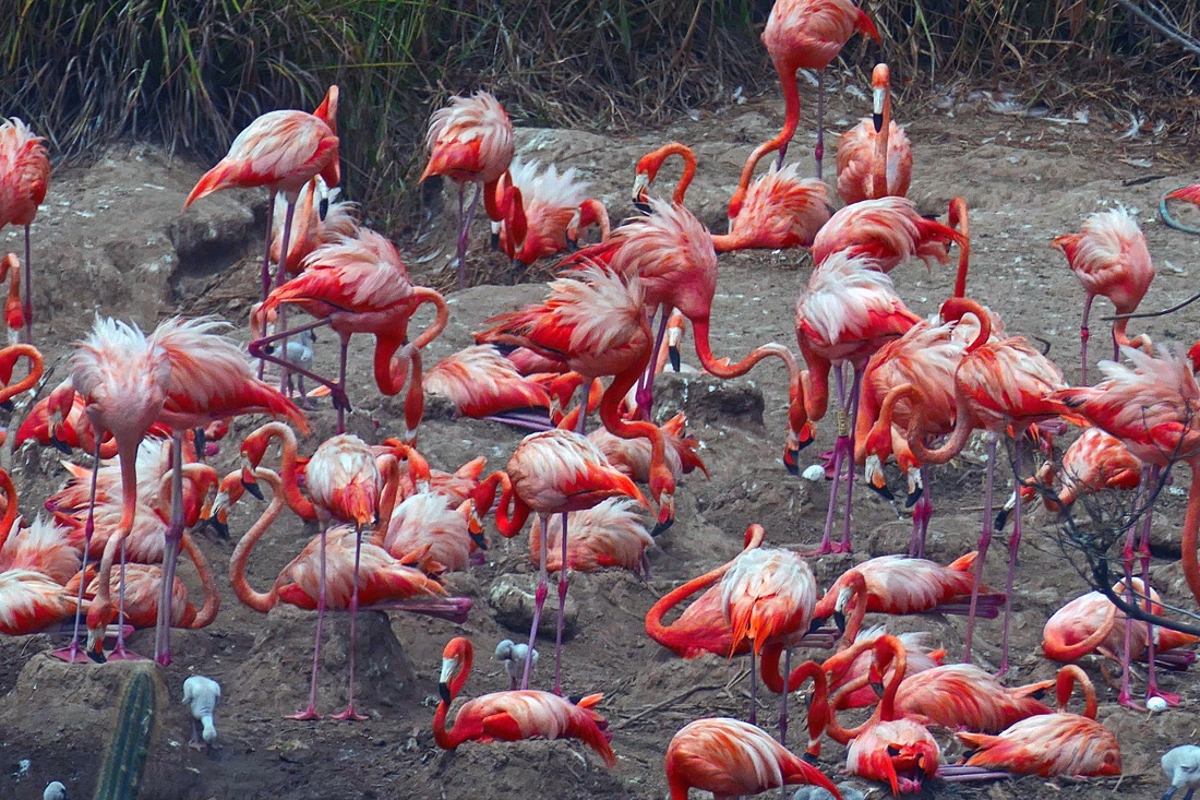 Fabulous Flamingo mothers