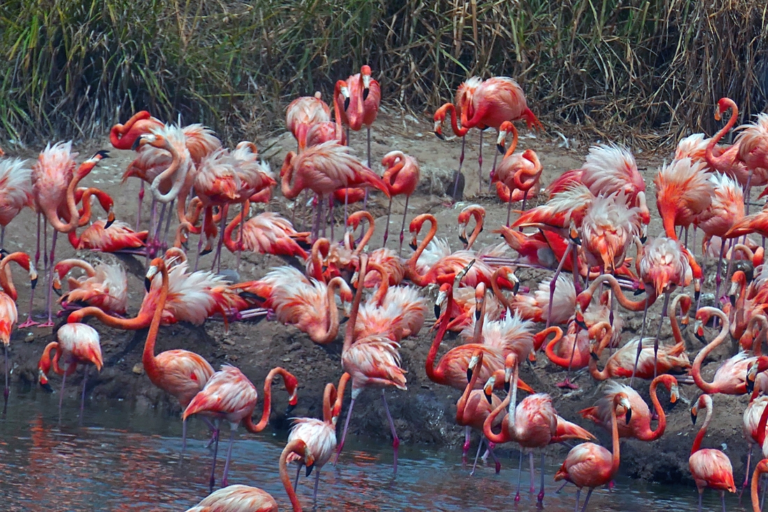 Fabulous Flamingo mothers