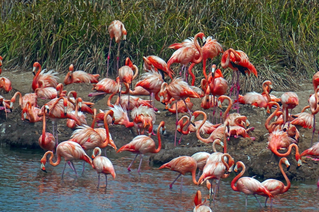 Fabulous Flamingo mothers