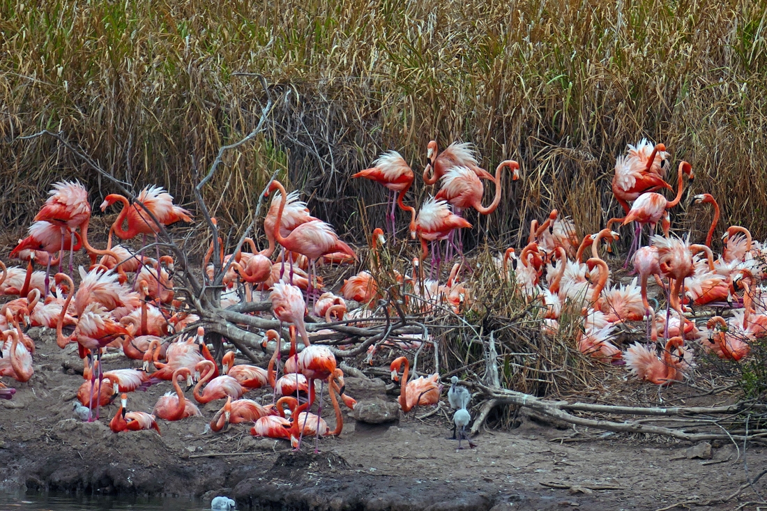 Fabulous Flamingo mothers