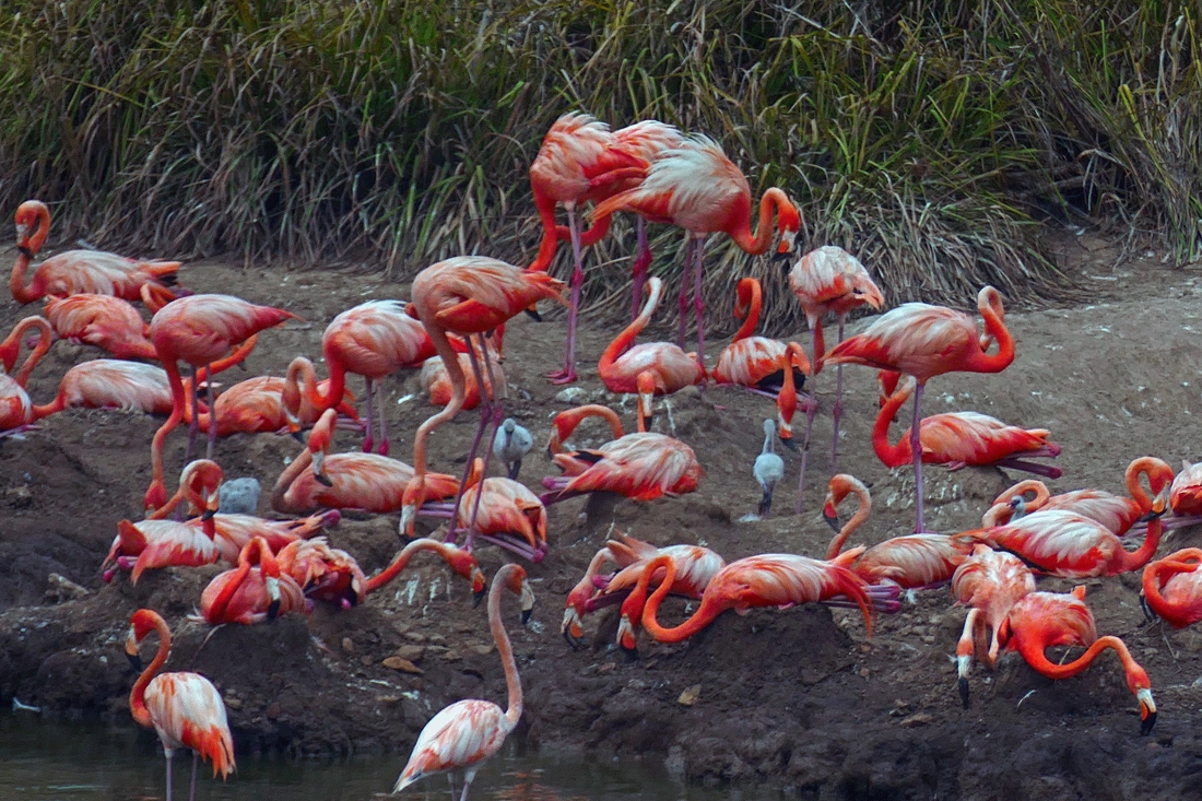Fabulous Flamingo mothers