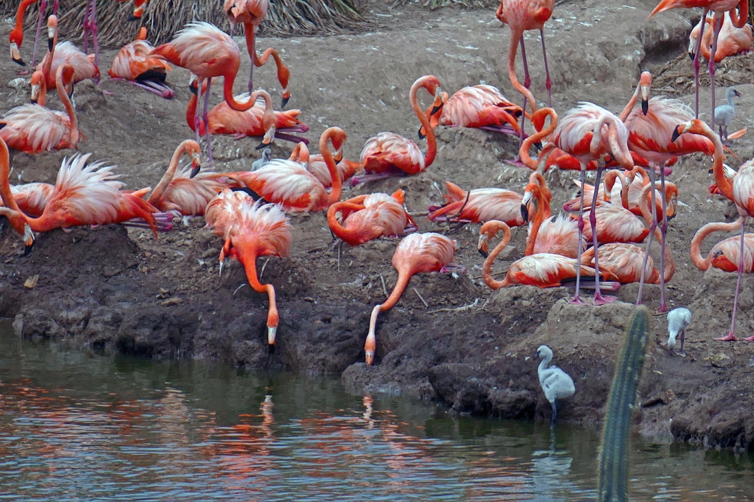 Fabulous Flamingo mothers