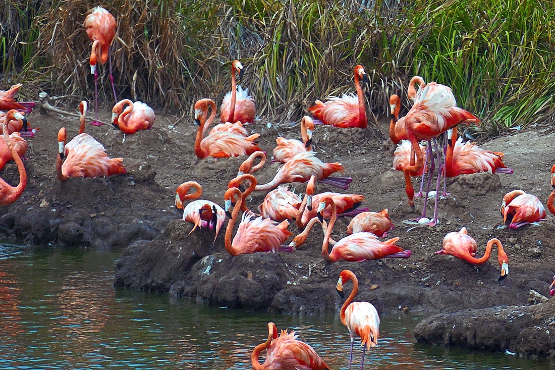Fabulous Flamingo mothers