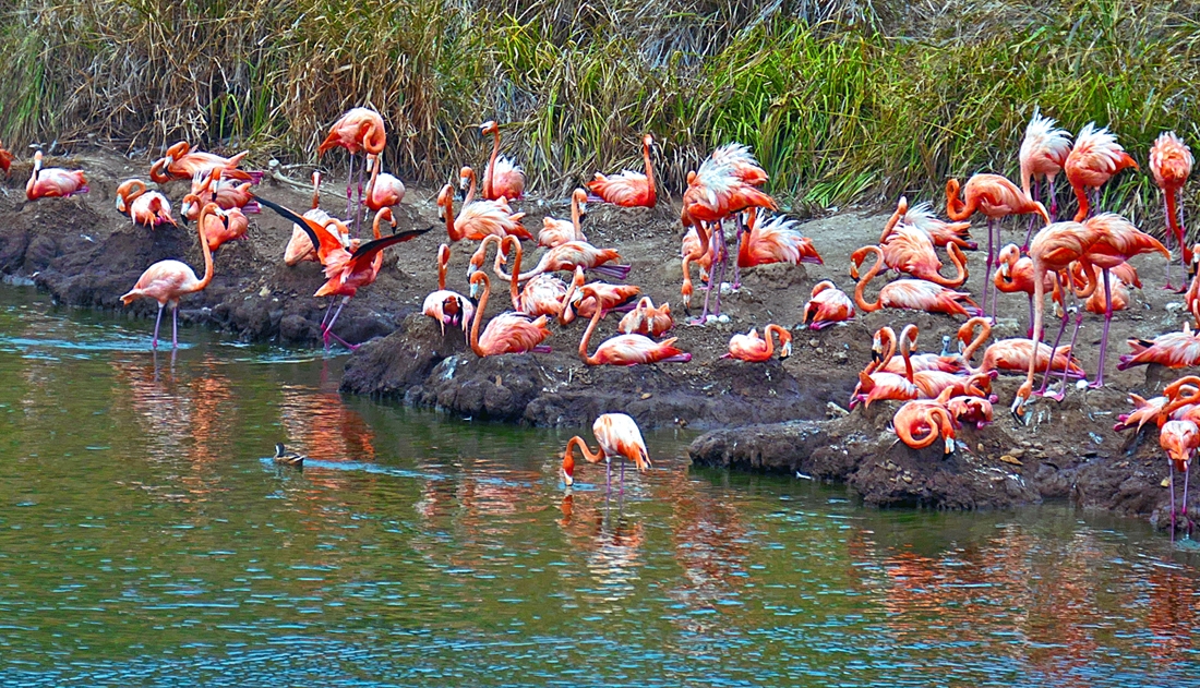 Fabulous Flamingo mothers