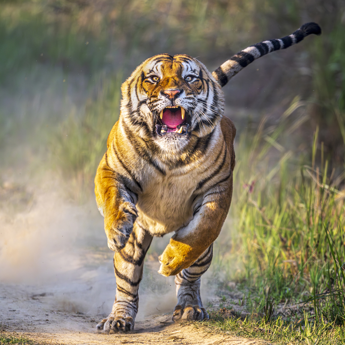 The Pilibhit Charger