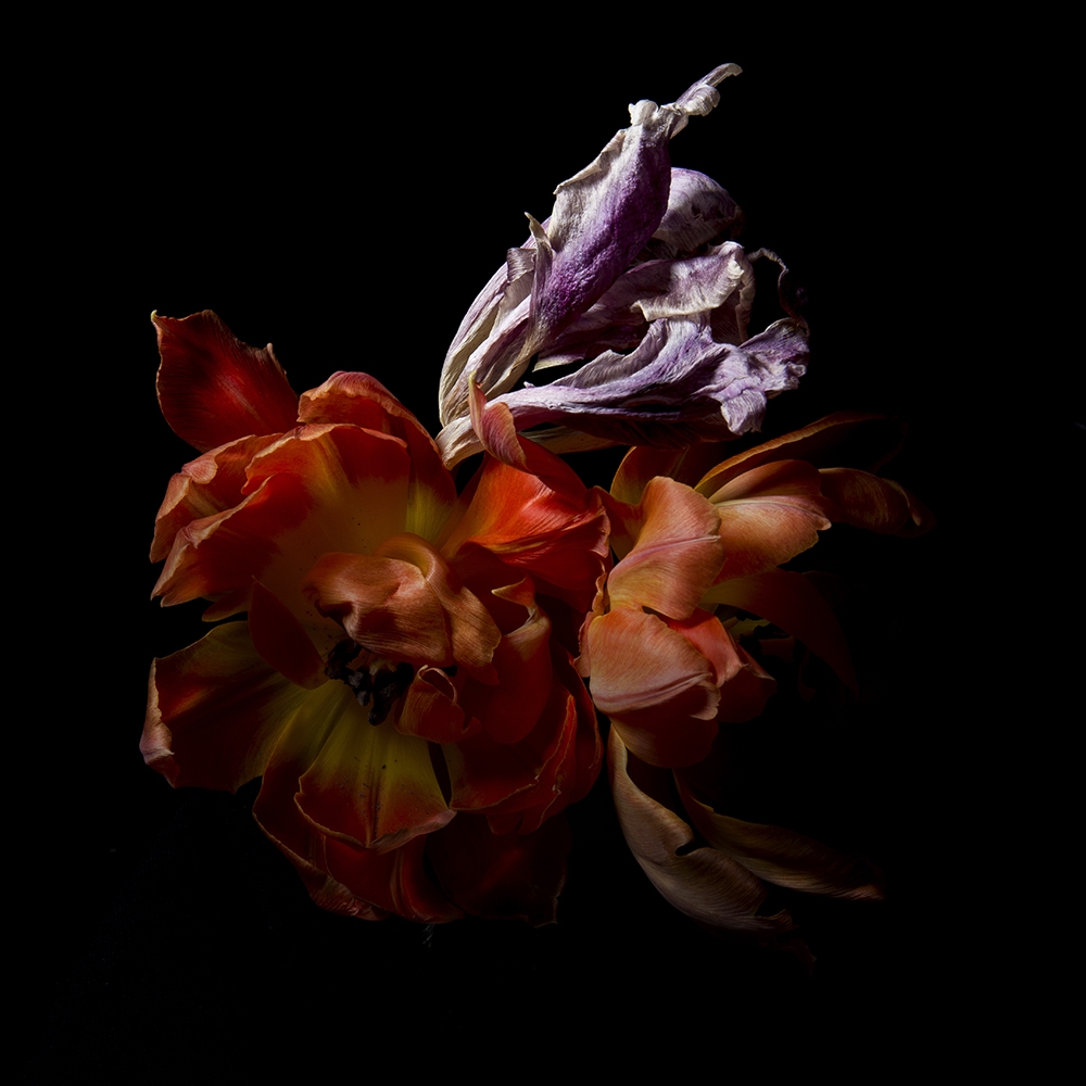 Dark Flowers