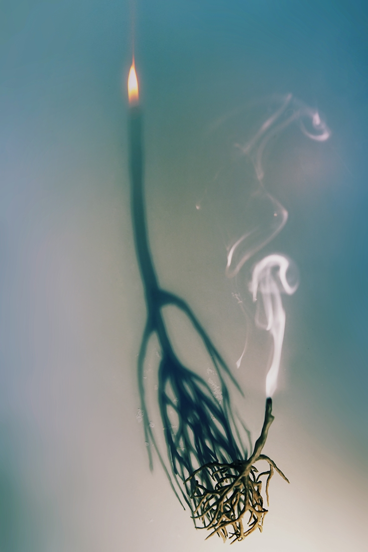 WHEN I WAS A MANGROVE TREE