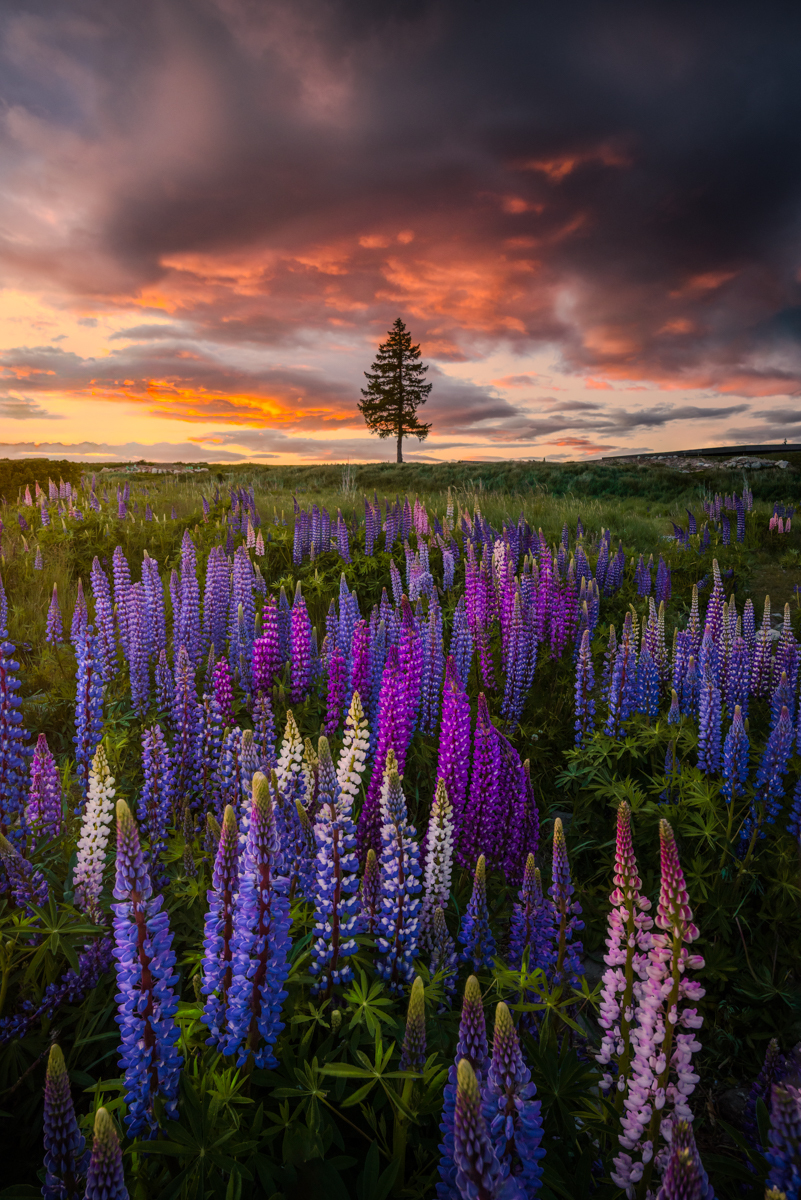 Dreamscapes 