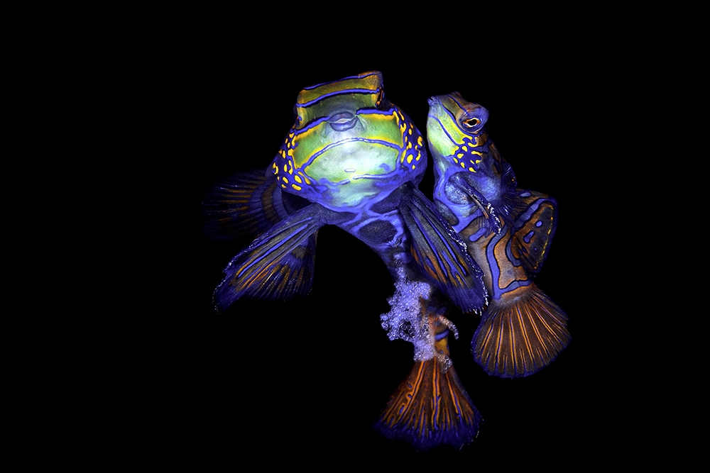 Mating Mandarin Fish