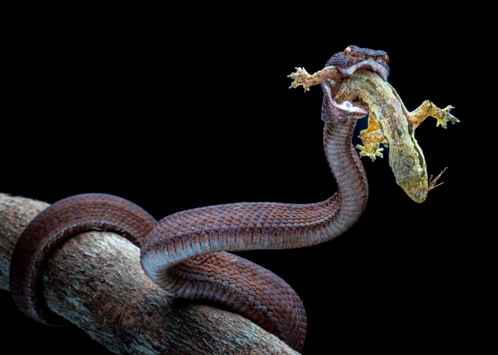 Vipers and Their Prey