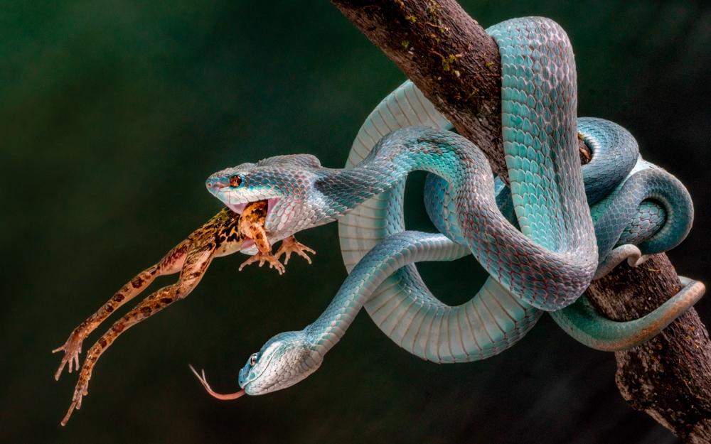 Vipers and Their Prey