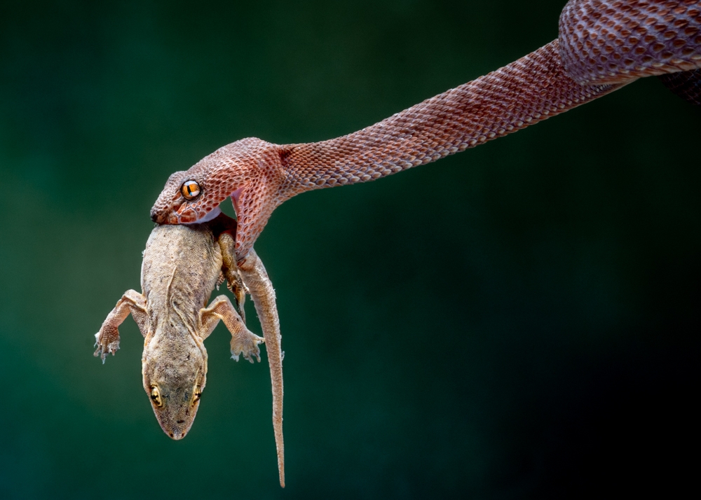 Vipers and Their Prey