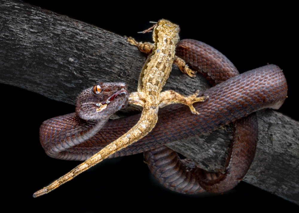 Vipers and Their Prey