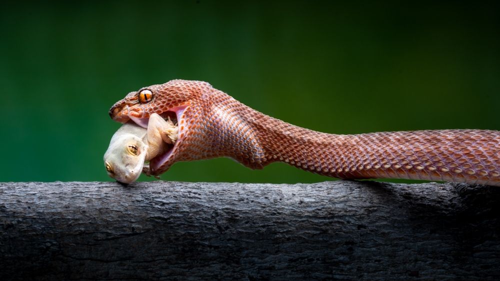 Vipers and Their Prey