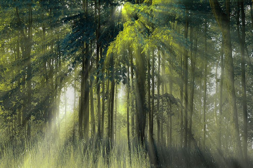 Rays of light