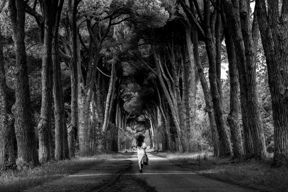 The forest of secrets