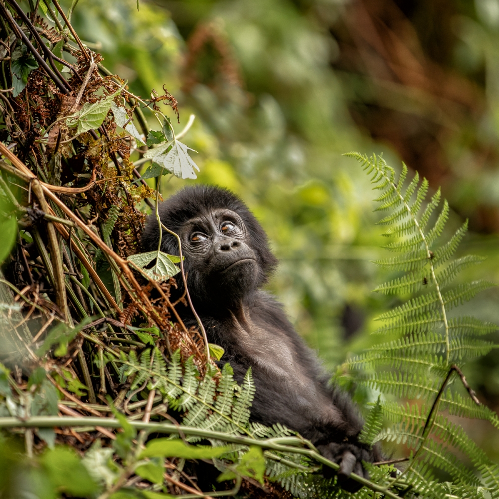 Baby Mountain Gorilla Missing its Mother