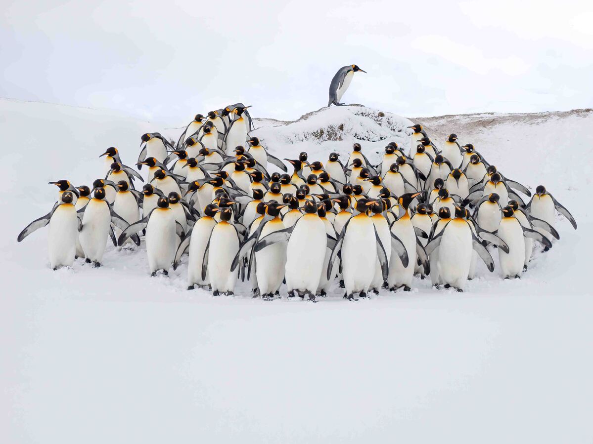 Protecting the leader