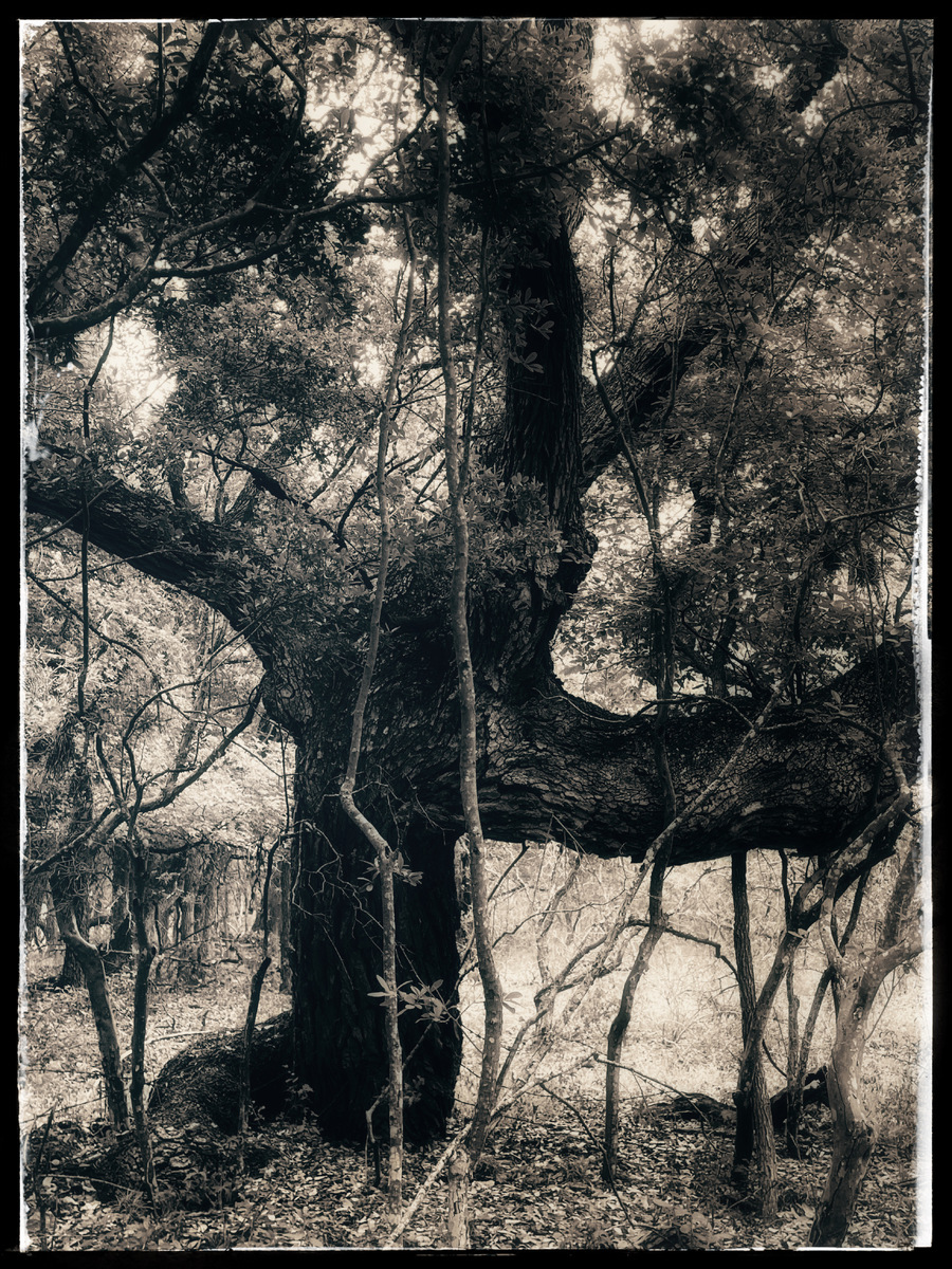 Los Arboles de San Antonio