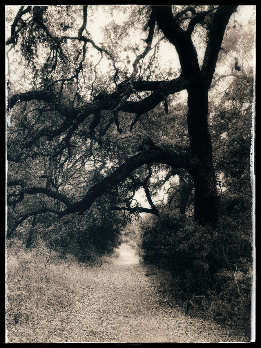 Los Arboles de San Antonio