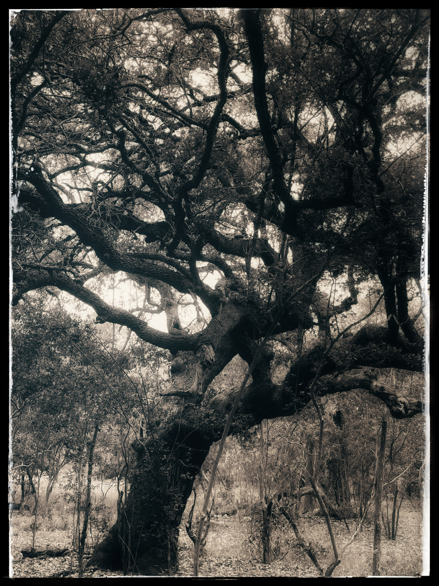 Los Arboles de San Antonio