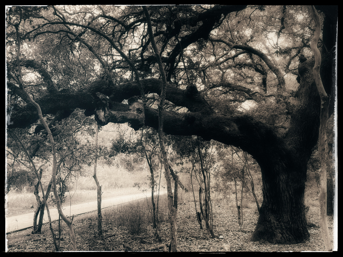 Los Arboles de San Antonio