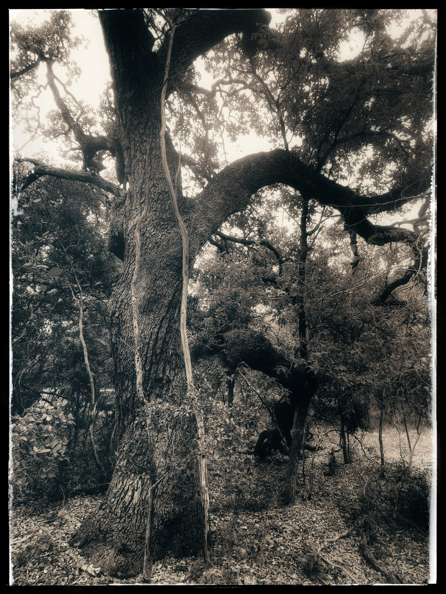 Los Arboles de San Antonio