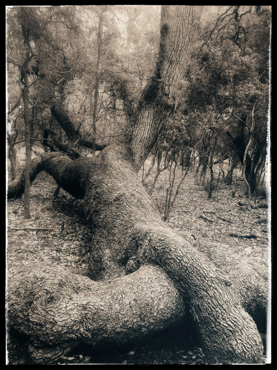 Los Arboles de San Antonio