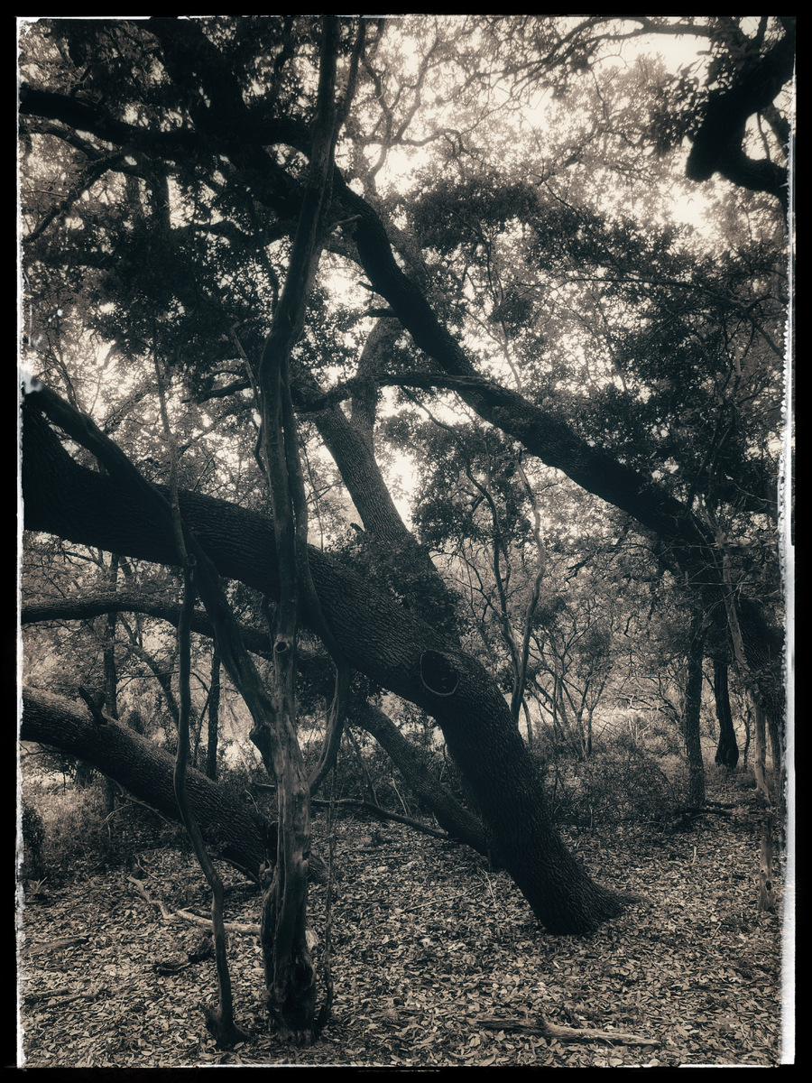 Los Arboles de San Antonio
