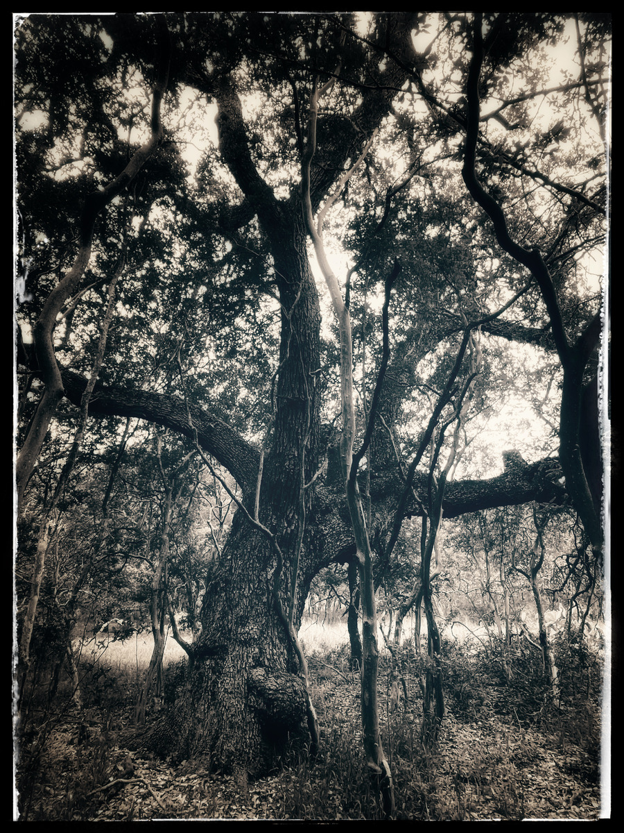 Los Arboles de San Antonio