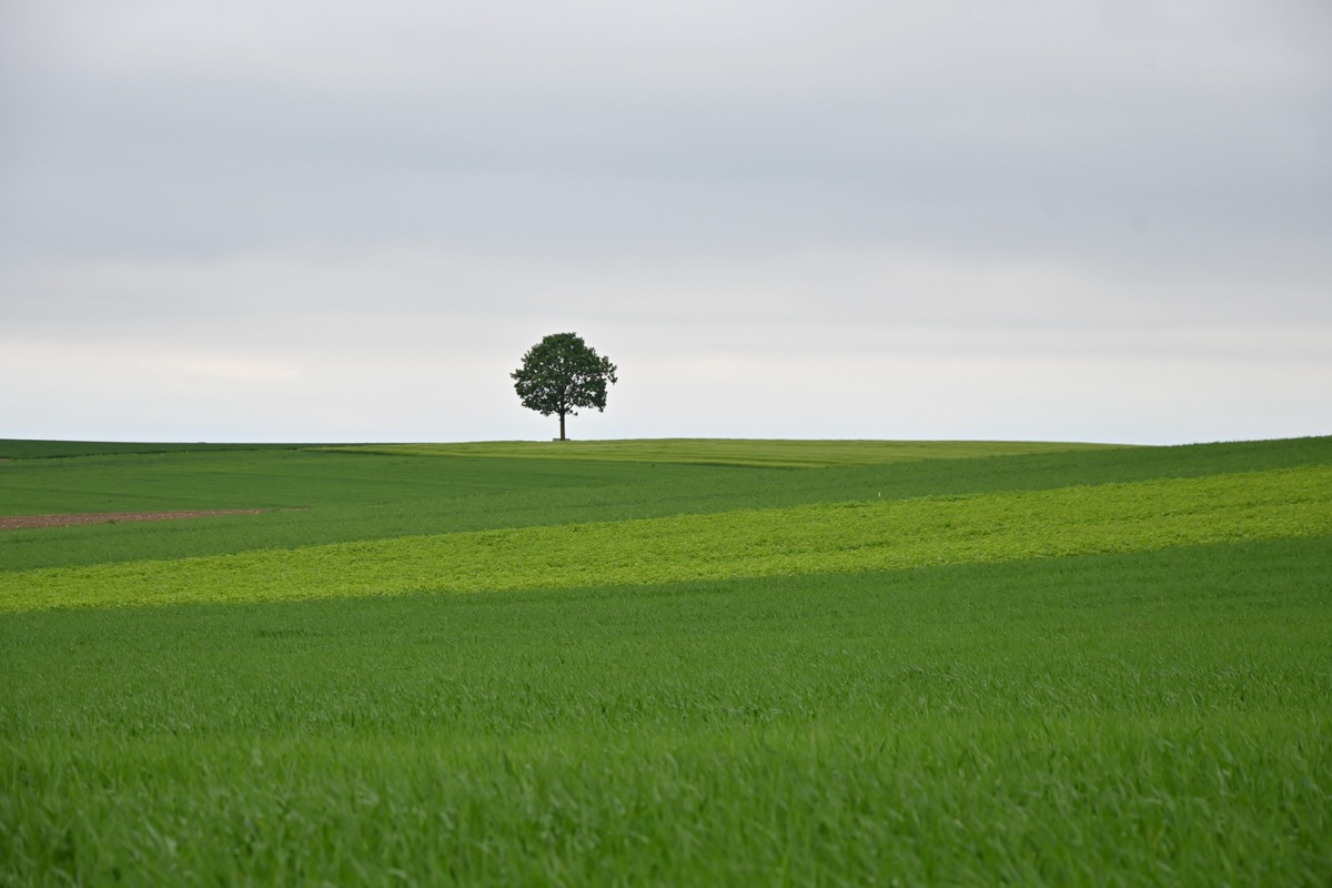 Loneliness
