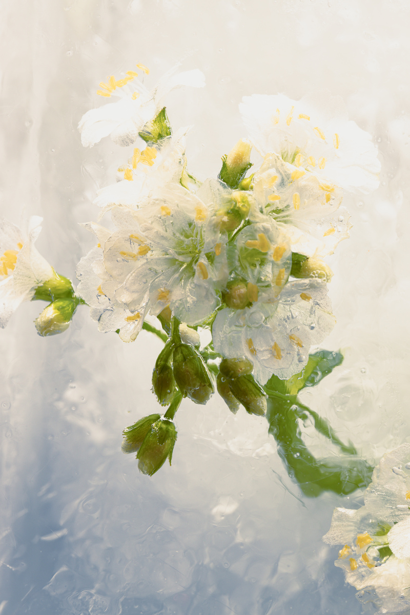 Flowers in crystal clear ice