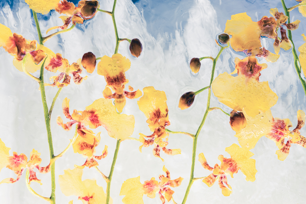 Flowers in crystal clear ice