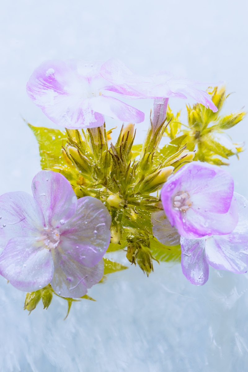 Flowers in crystal clear ice