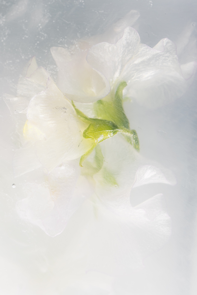 Flowers in crystal clear ice