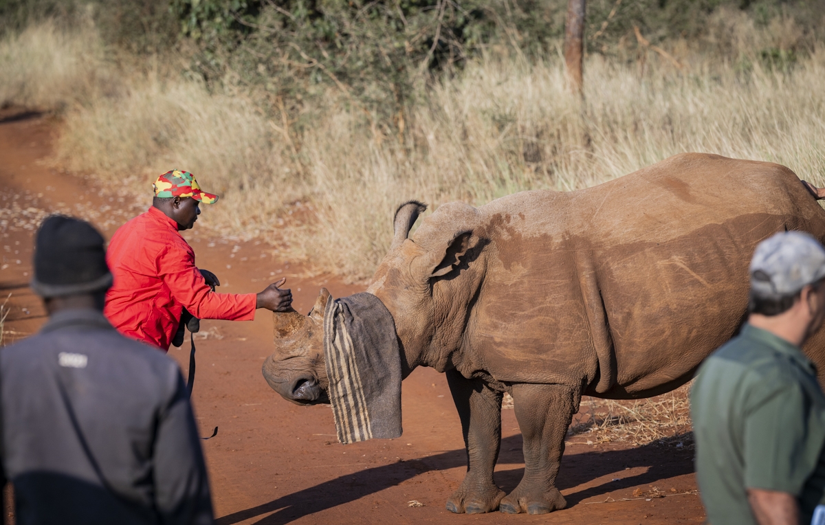 A Rhino's Fight for Survival 