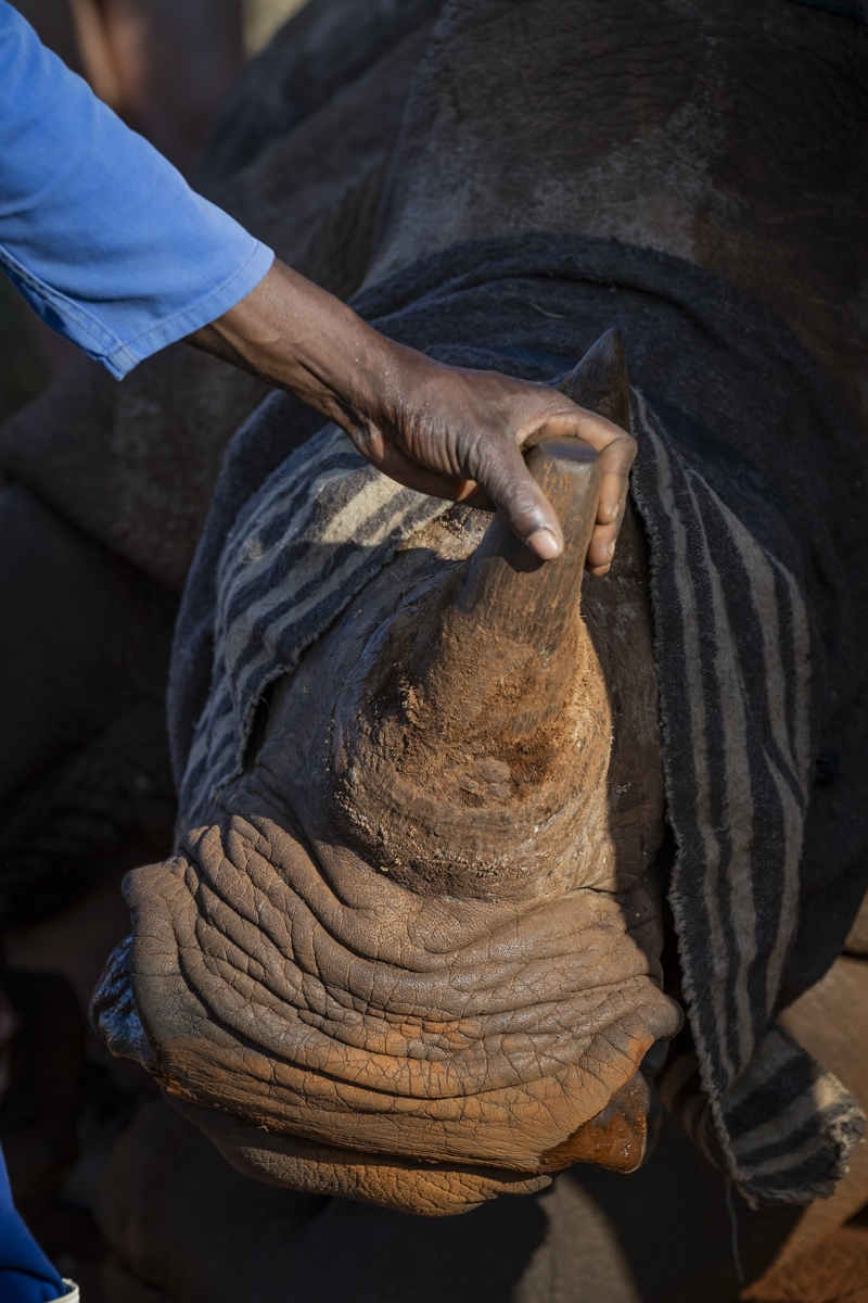 A Rhino's Fight for Survival 