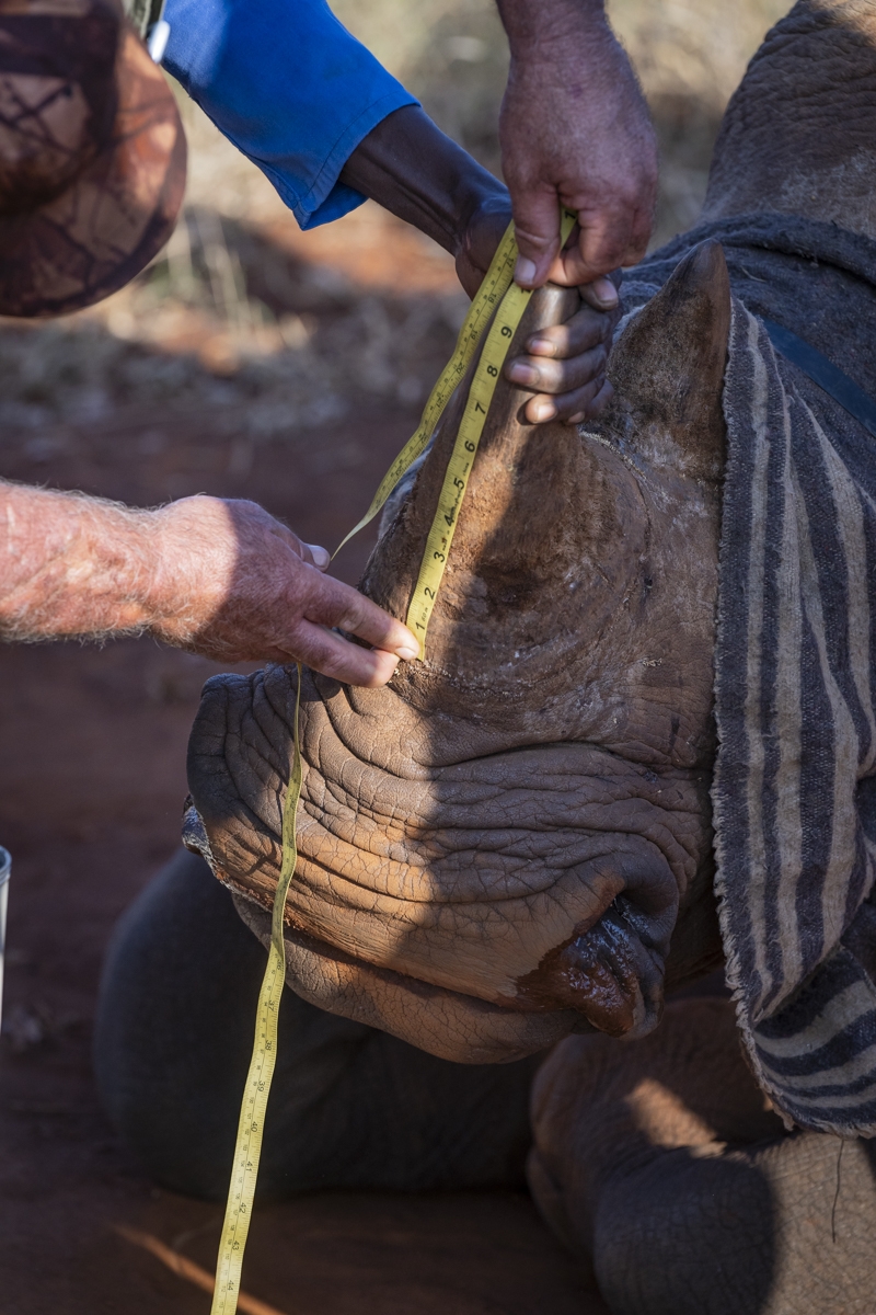 A Rhino's Fight for Survival 