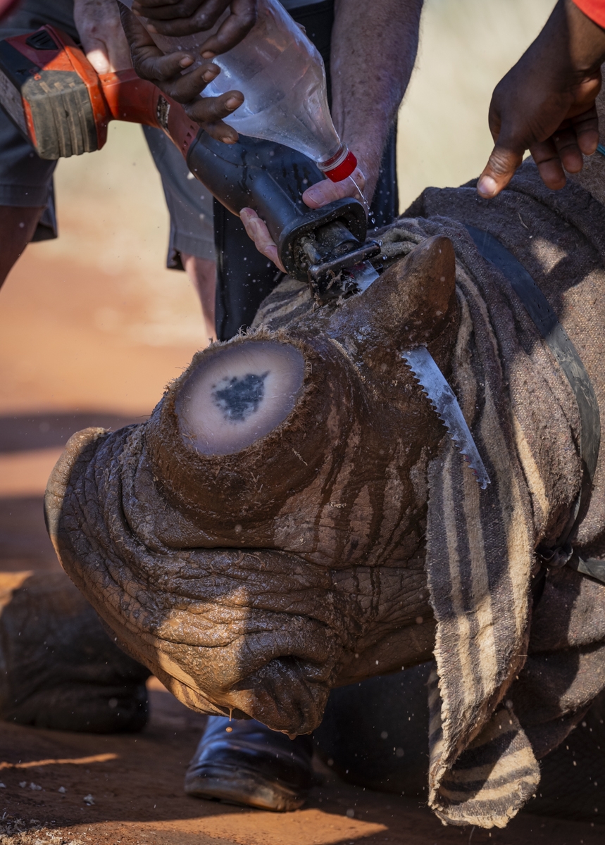 A Rhino's Fight for Survival 