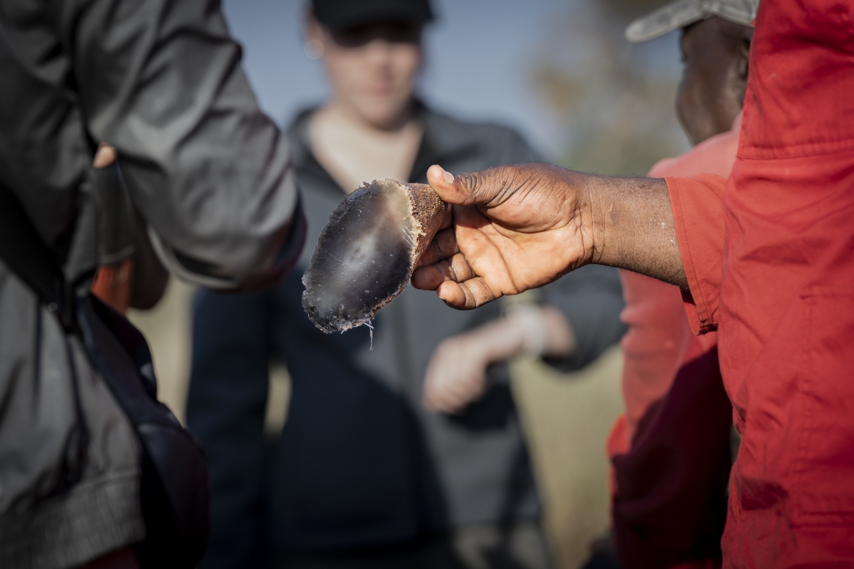 A Rhino's Fight for Survival 