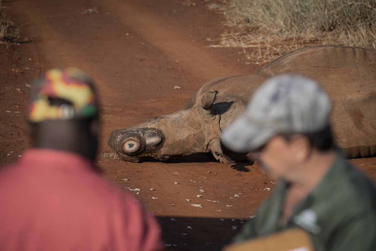 A Rhino's Fight for Survival 