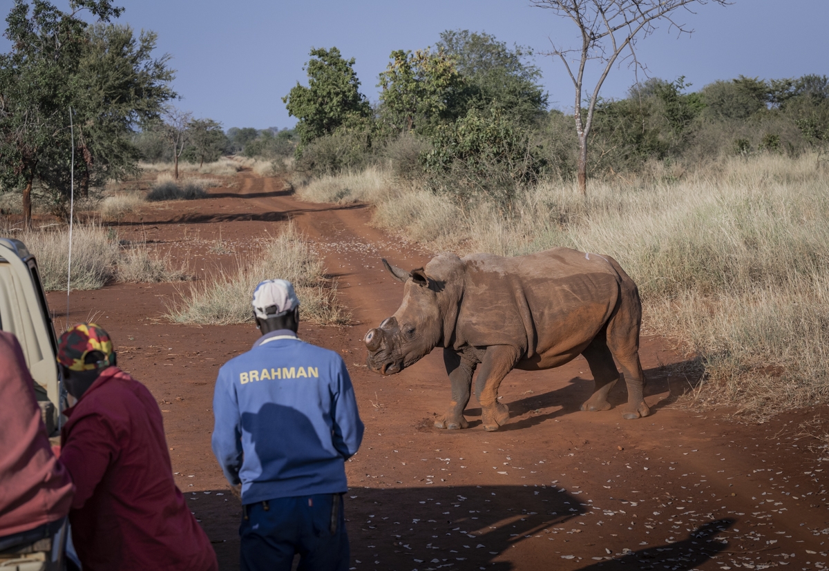 A Rhino's Fight for Survival 
